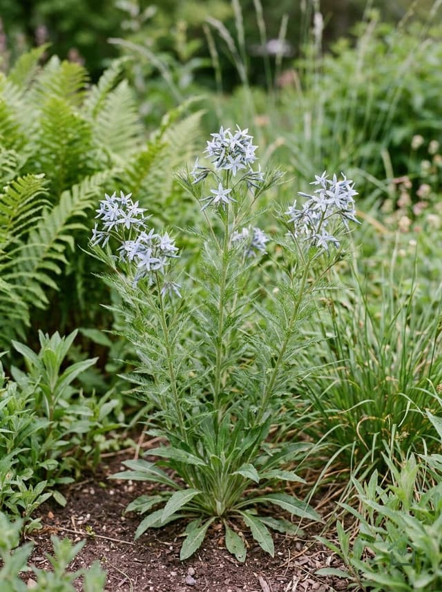 Fijnbladige amsonia