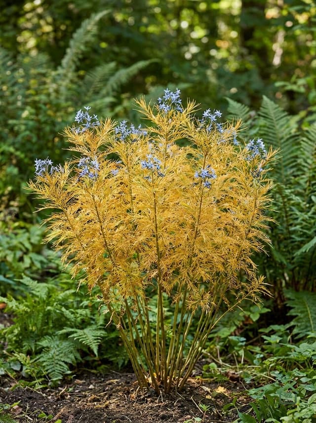 Arkansas amsonia