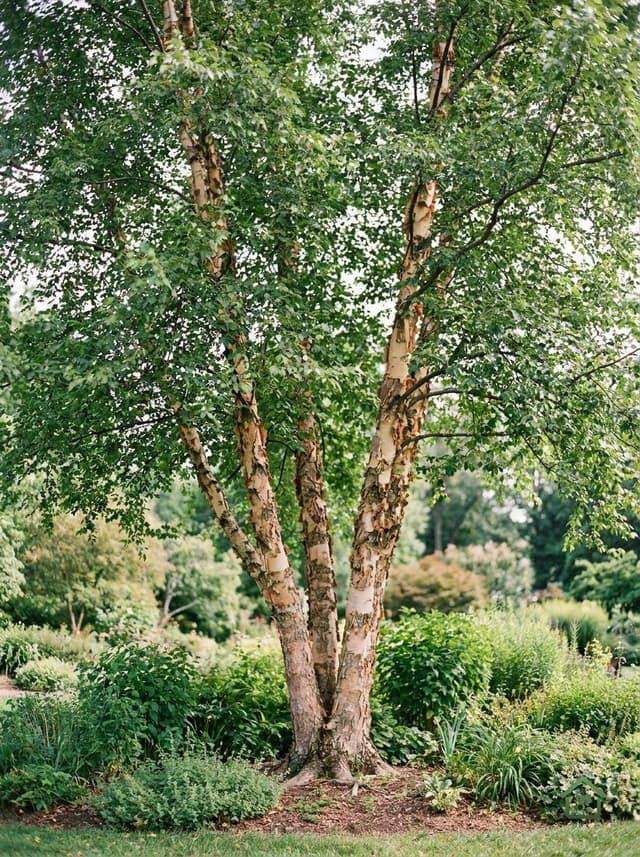 Zwarte berk