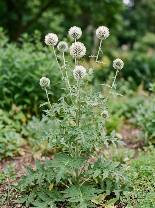 Kogeldistel