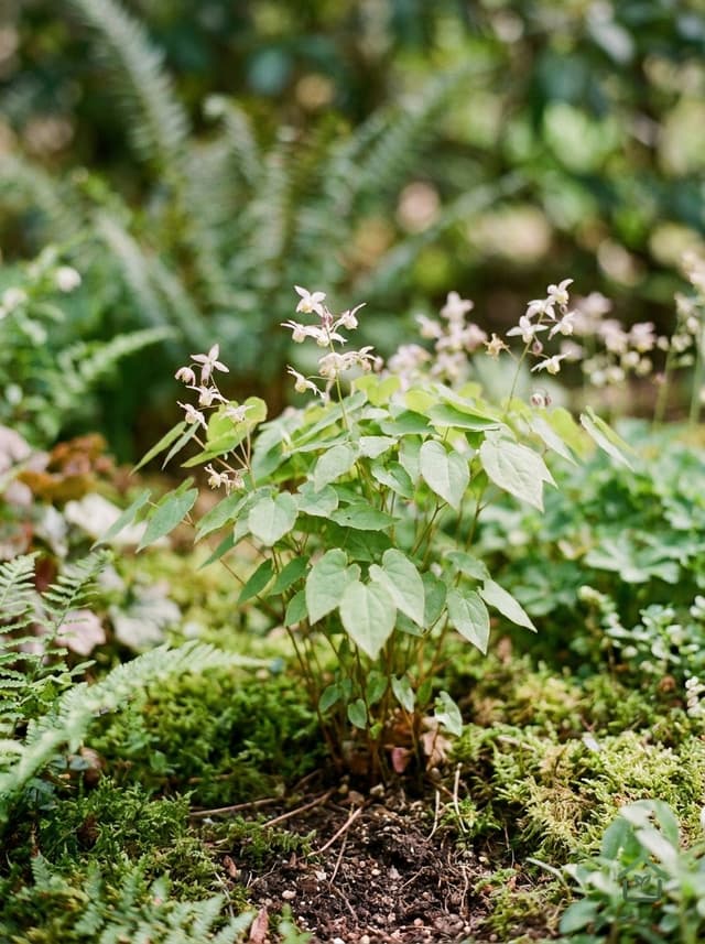Elfenbloem