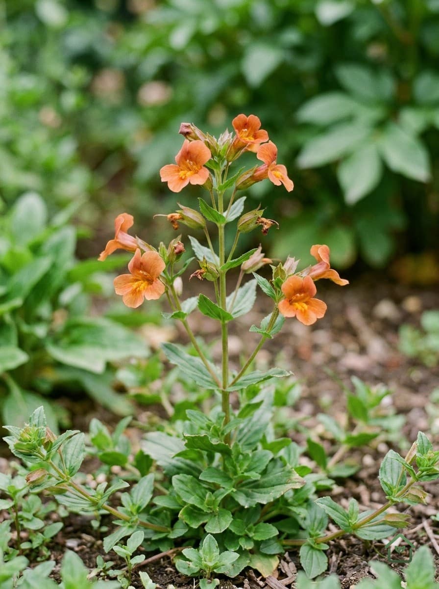 Erythranthe / Diplacus cupreus