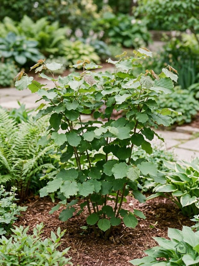 Euptelea