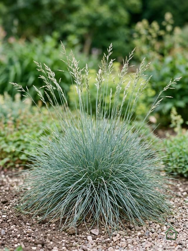 Blauw schapengras