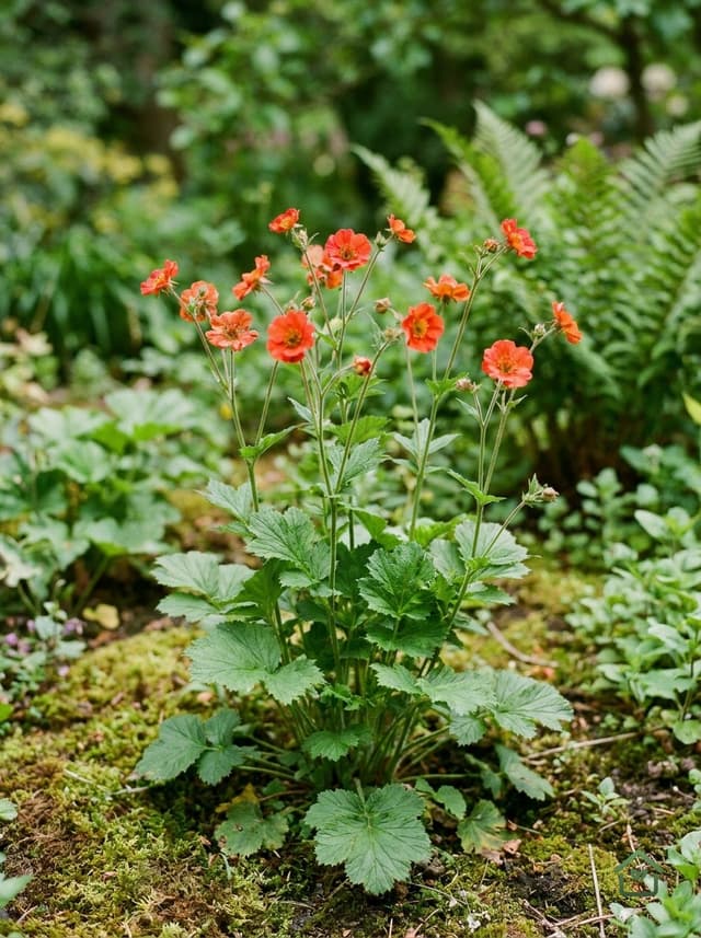 Chileense nagelwurz