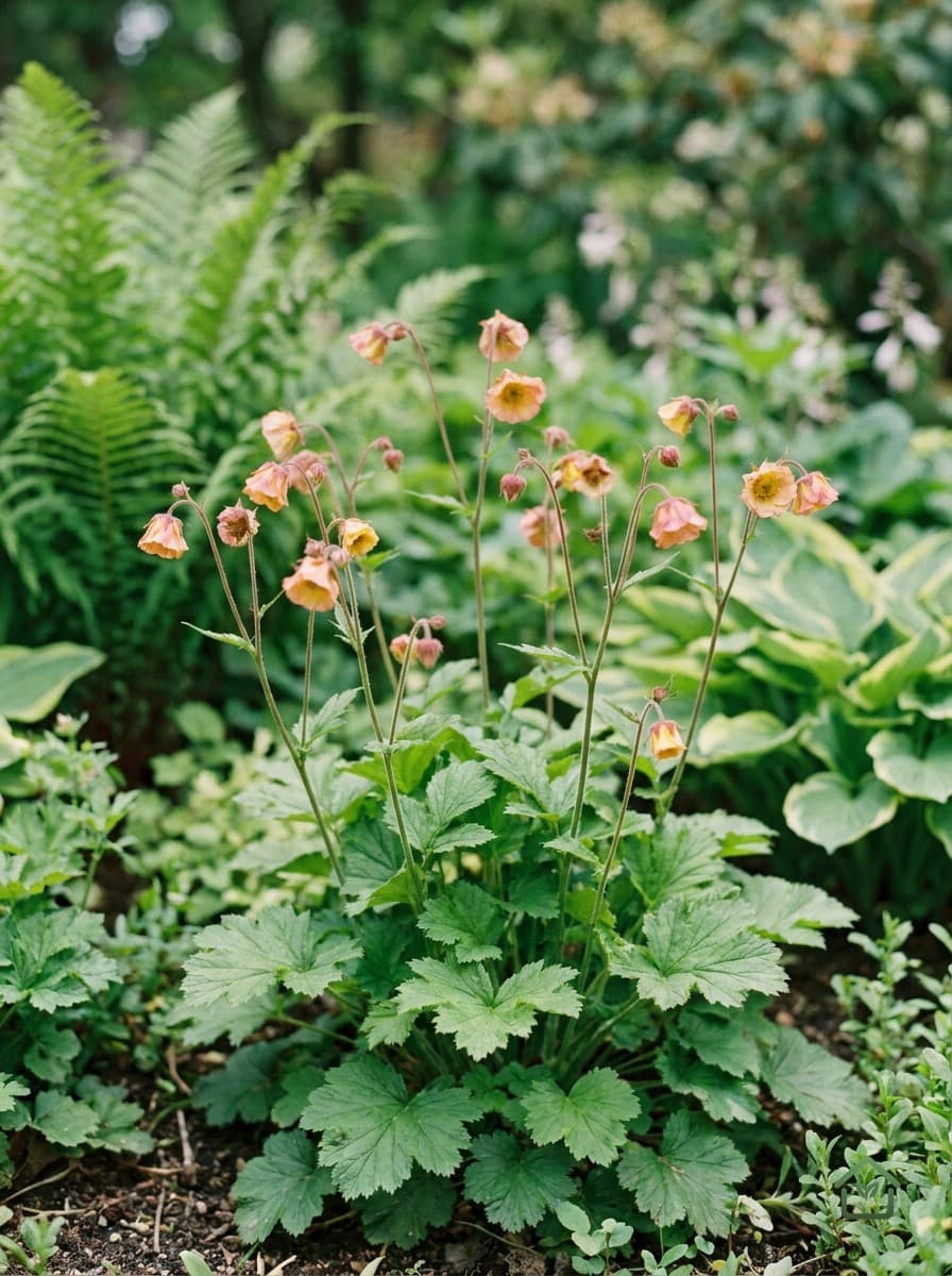 Knolspirea