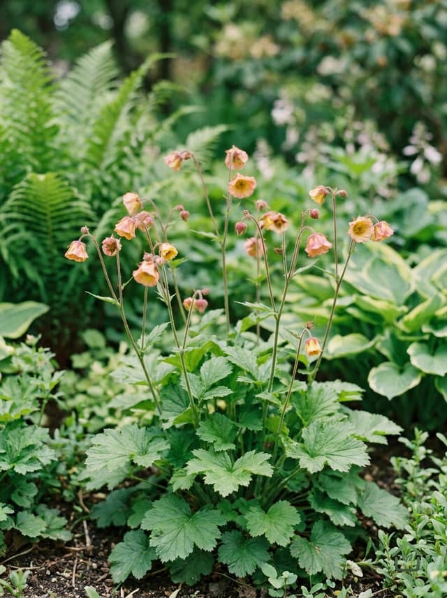 Knolspirea