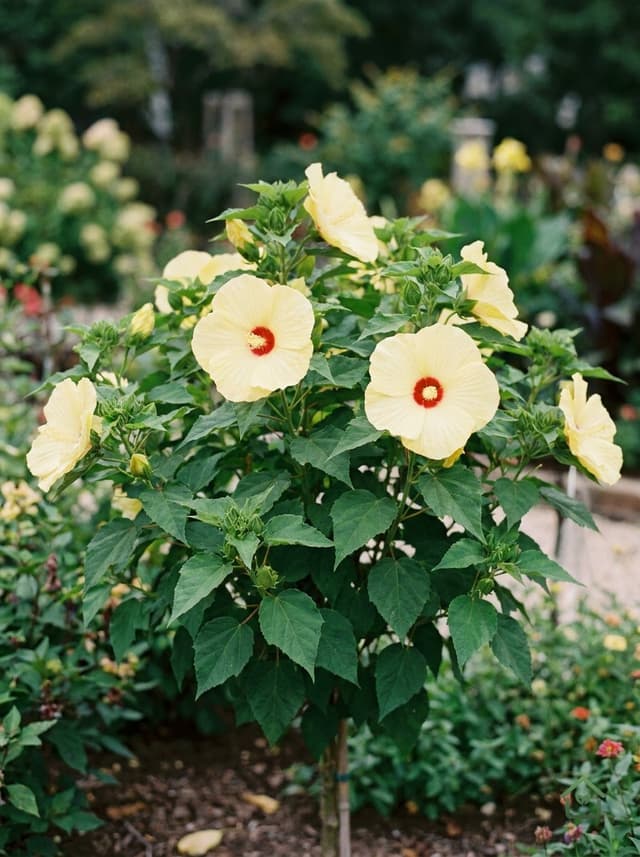 Hibiscus