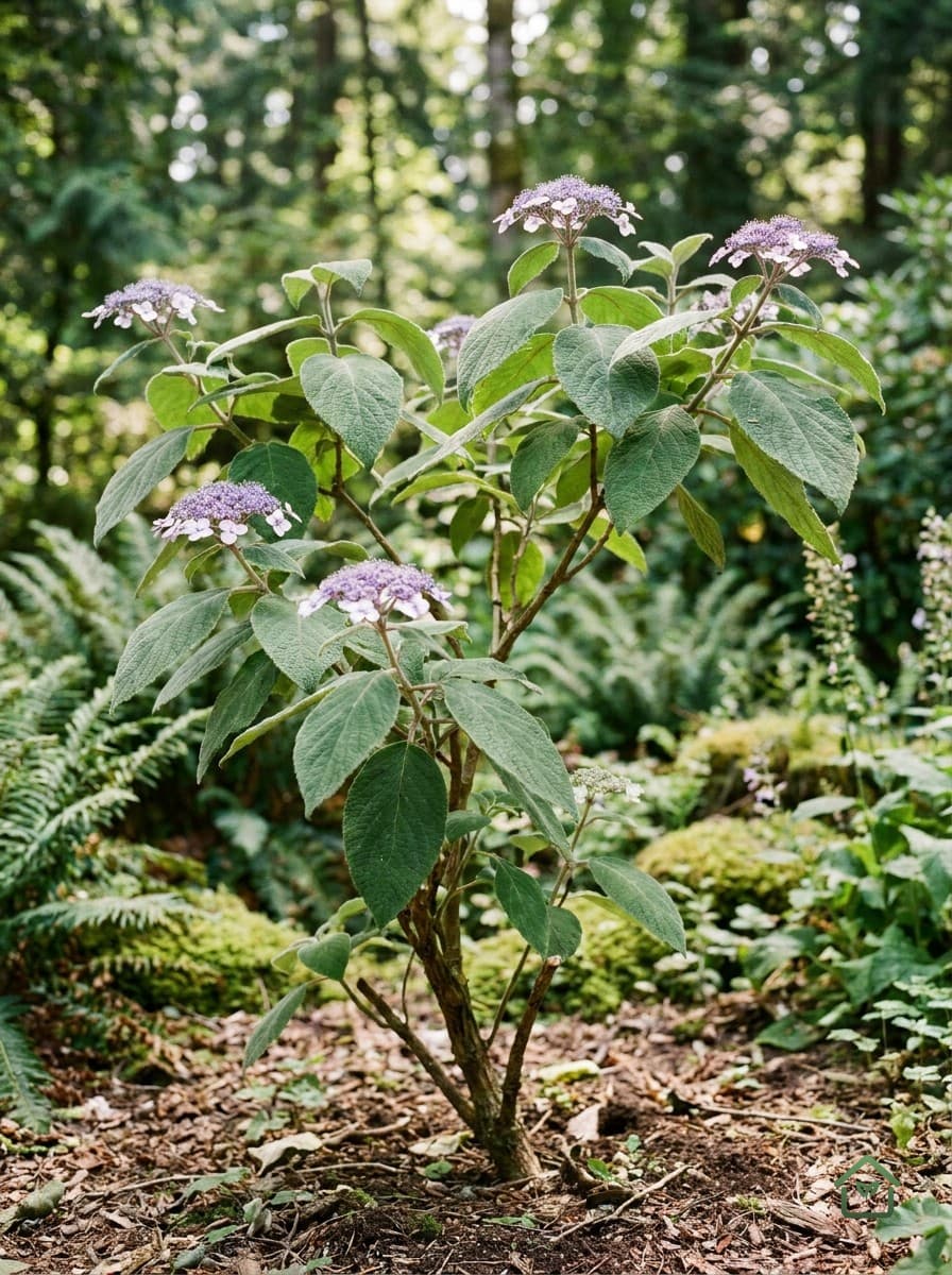 Ruwe hortensia