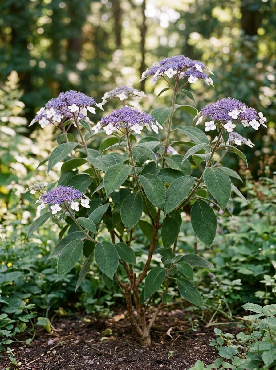 Fluweelhortensia