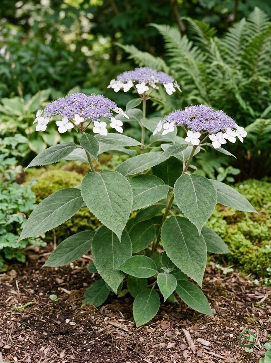 Fluweelhortensia
