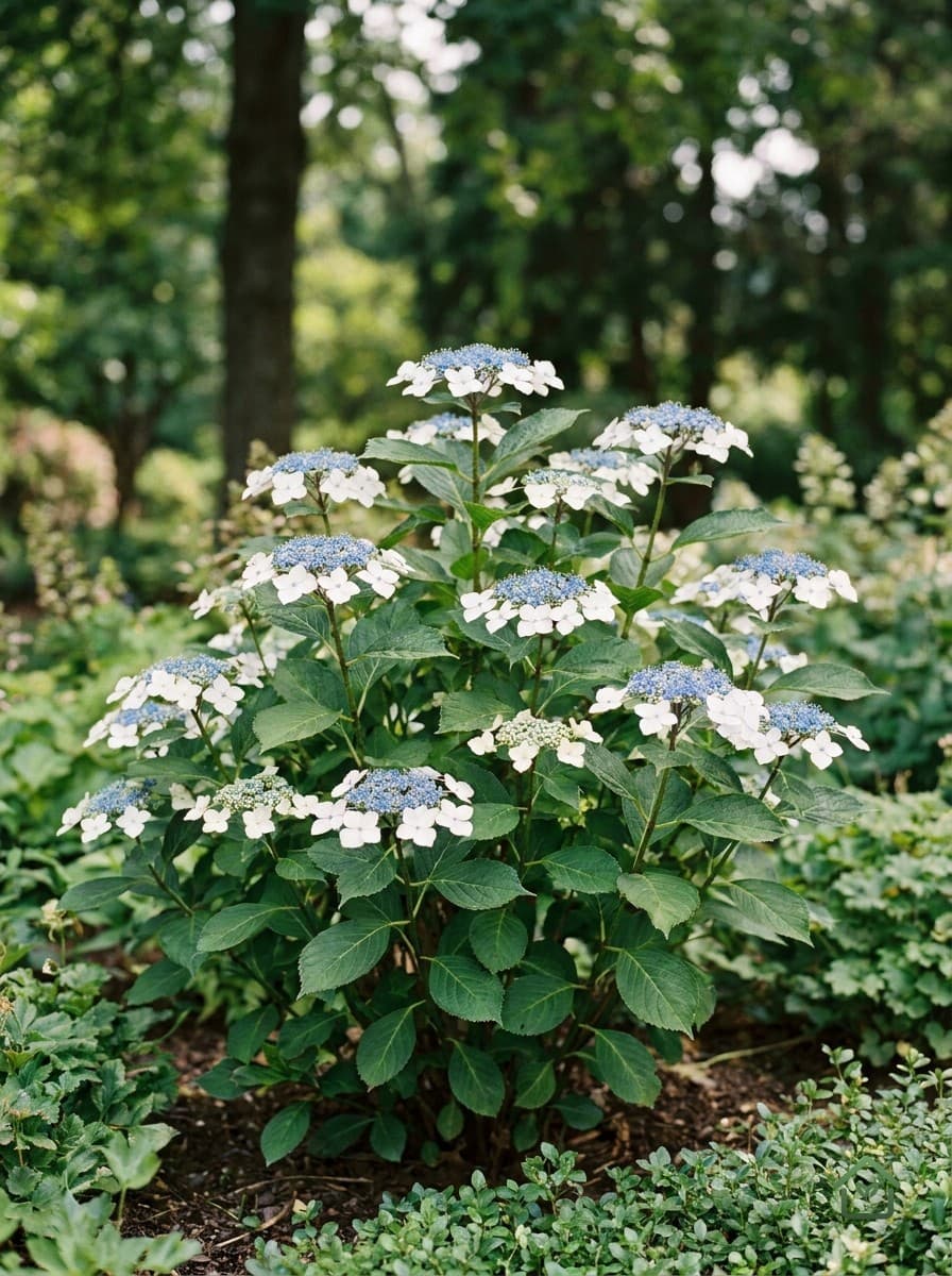 Bolhortensia