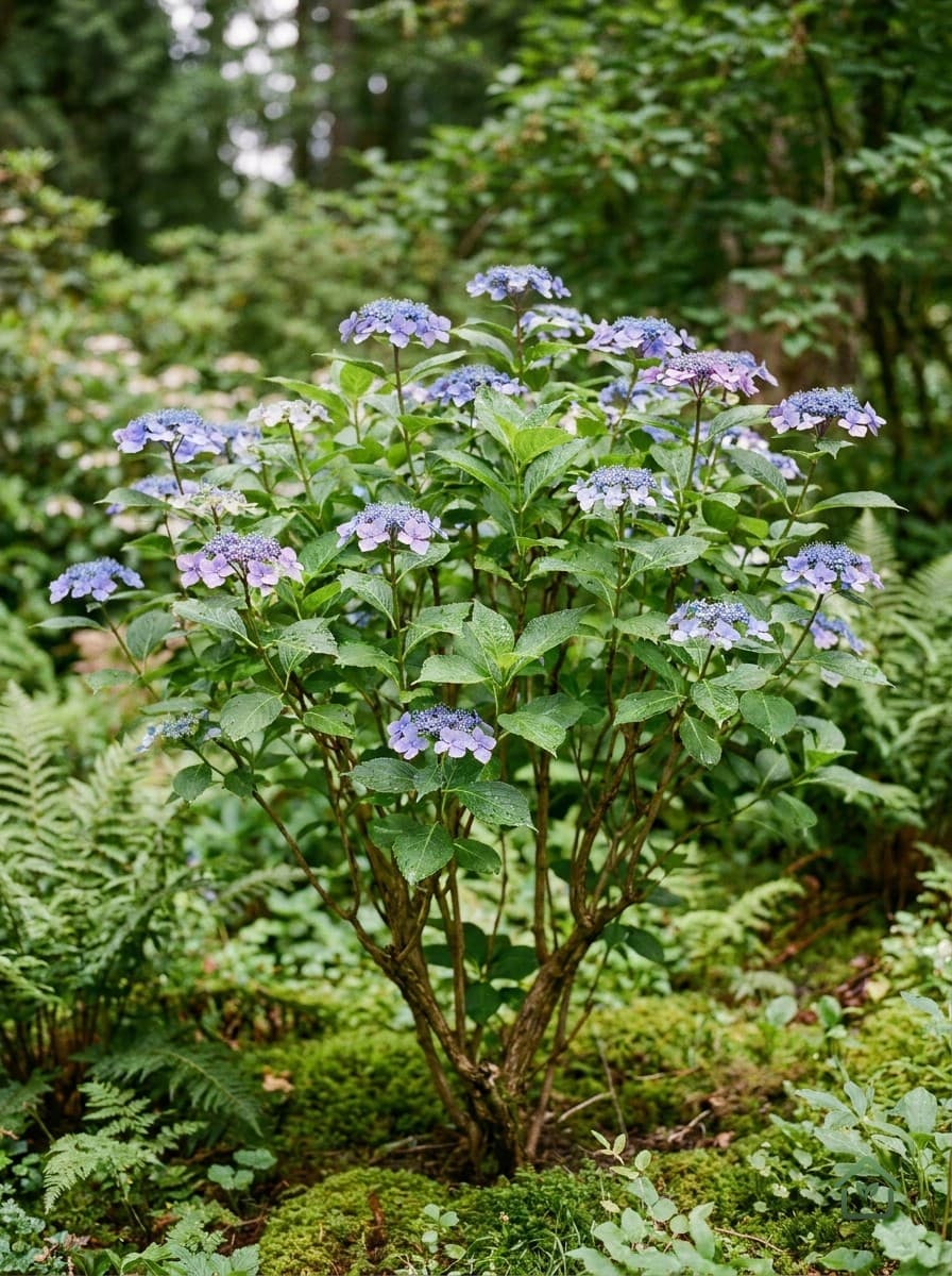 Bolhortensia