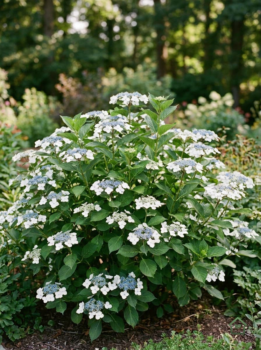 Bolhortensia