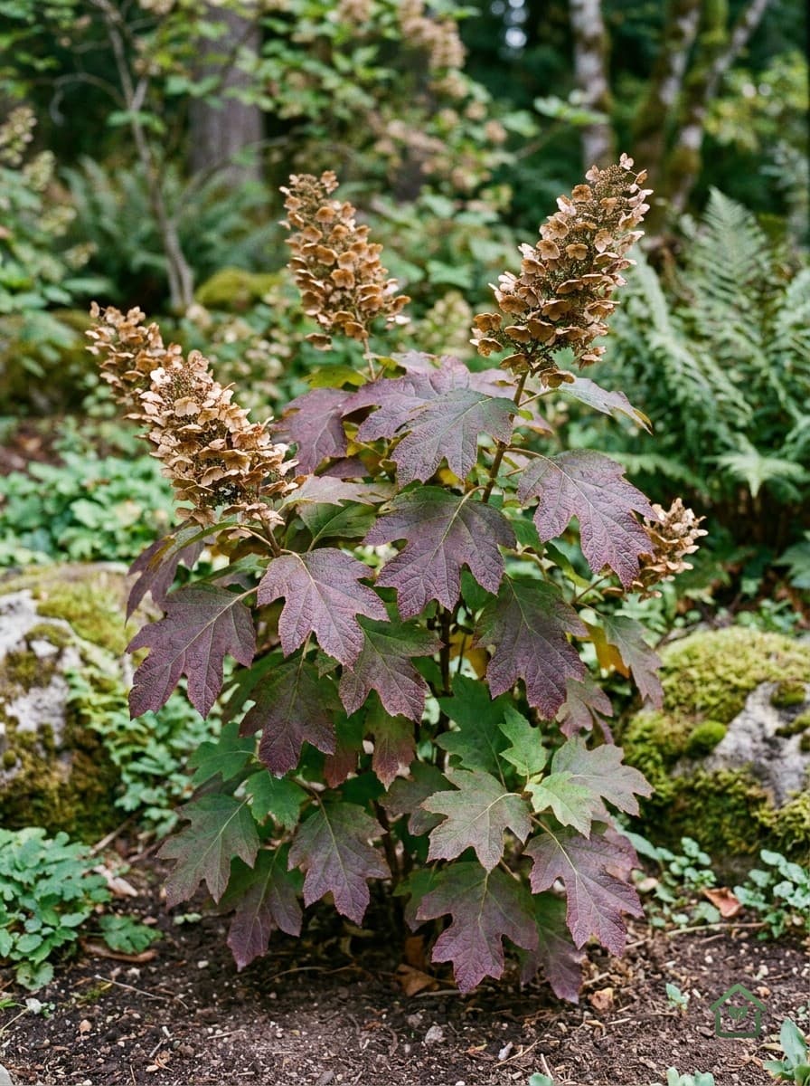 Eikenbladhortensia
