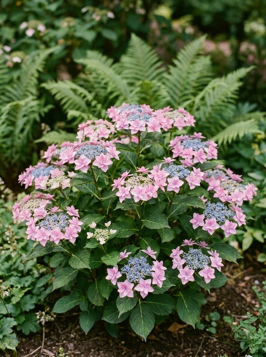 Zaagbladhortensia