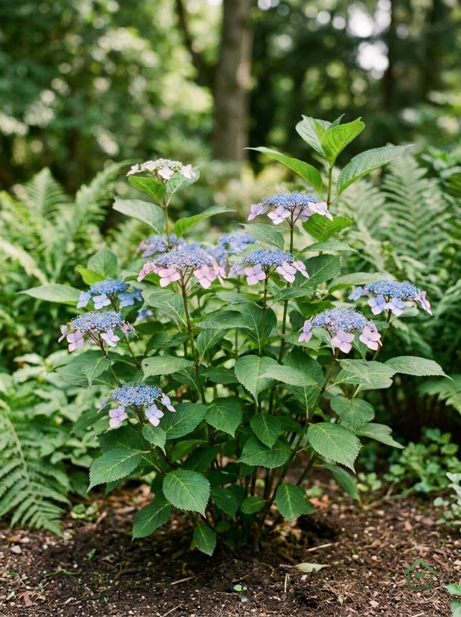 Berghortensia