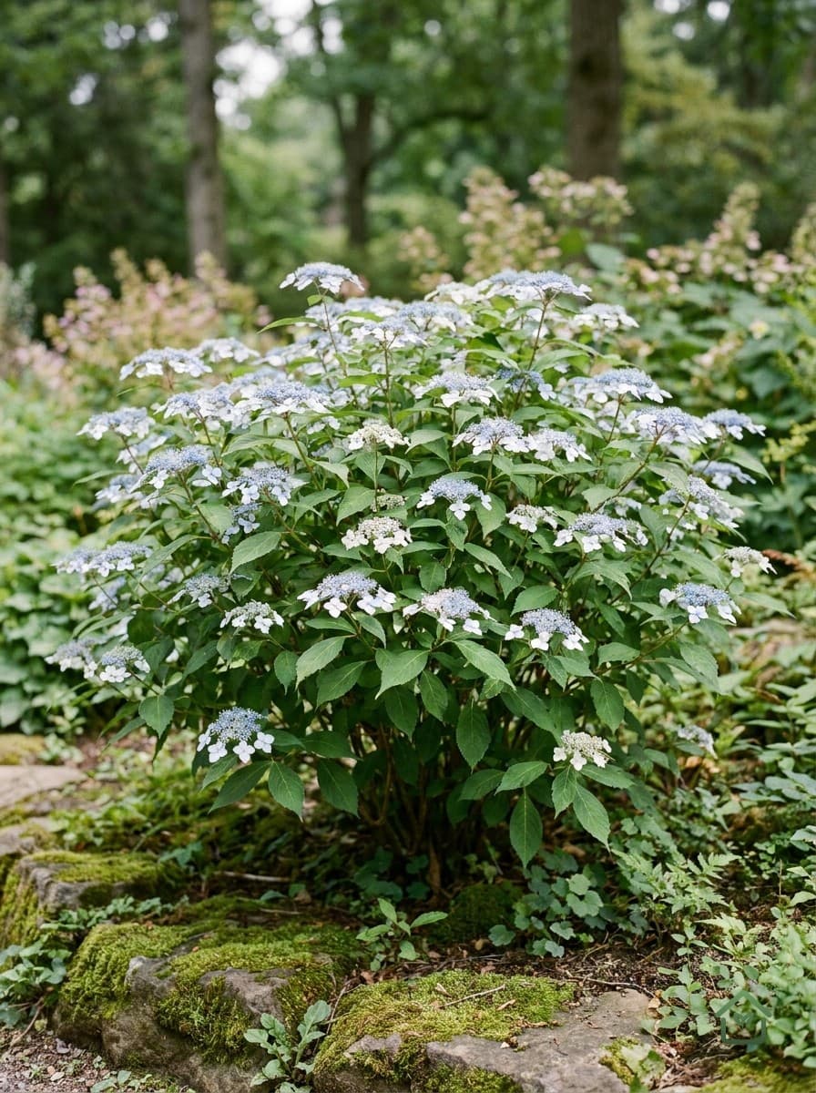 Berghortensia