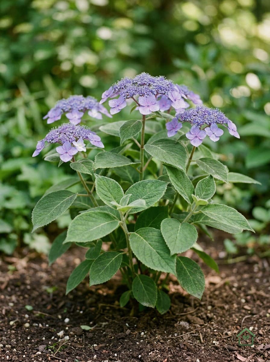 Fluweelhortensia