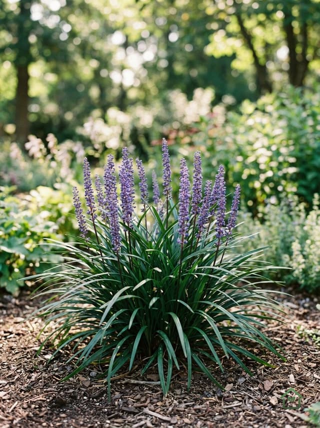 Liriope