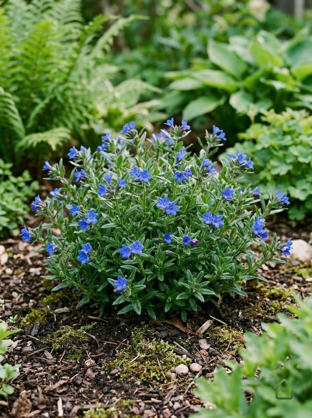 Blauwparelstruik