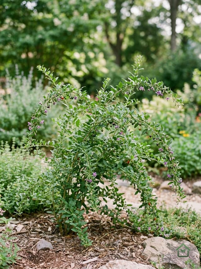 Goji-bes