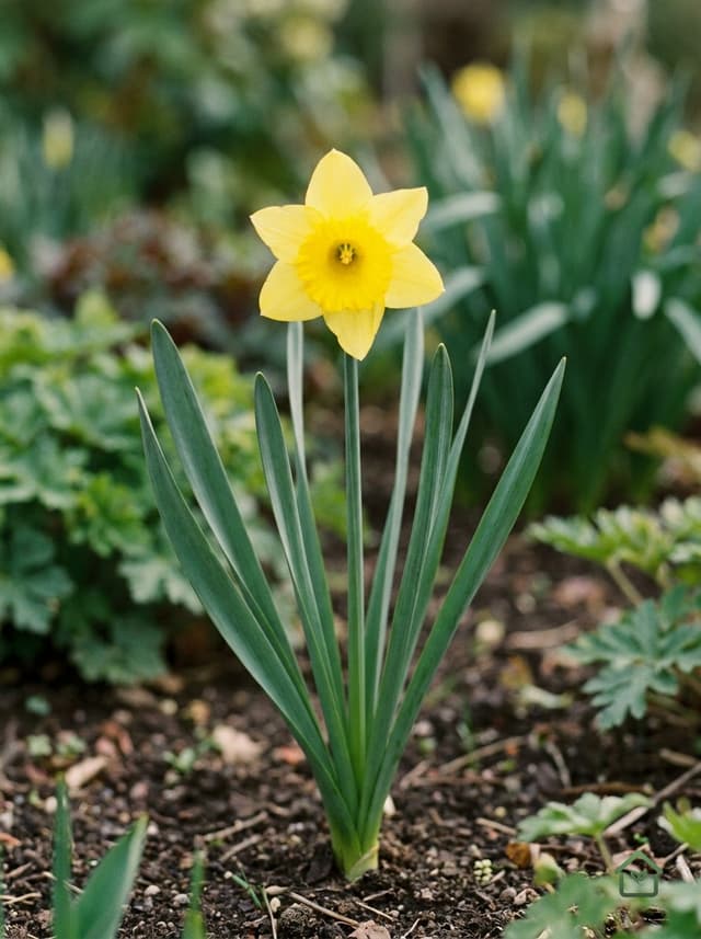 Narcis