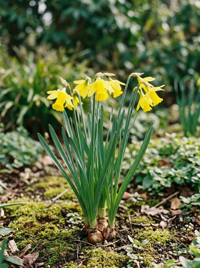 Narcis