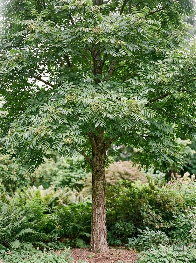 Kurkboom