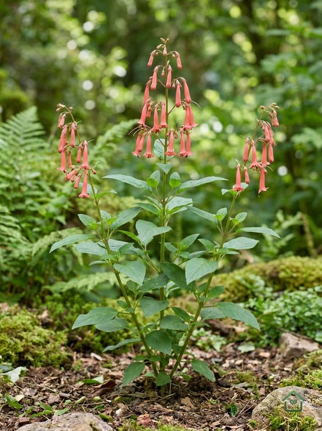 Kaapse fuchsia