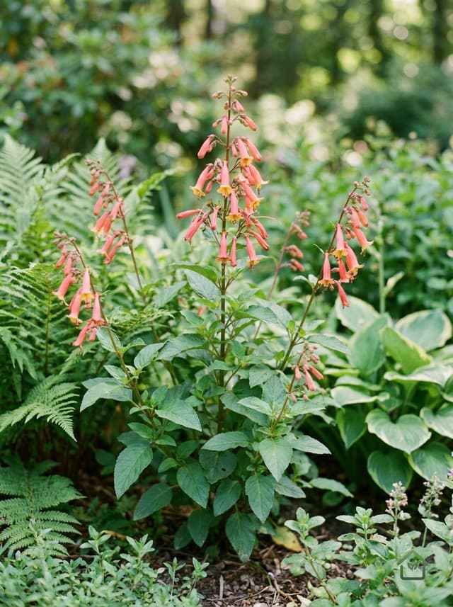 Kaapse fuchsia