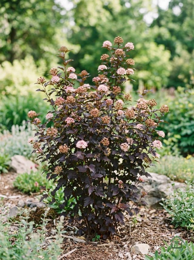 Blaasspirea