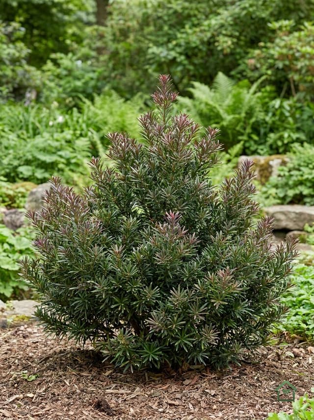 Dwergpodocarpus