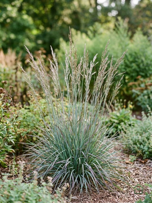 Prairiegras