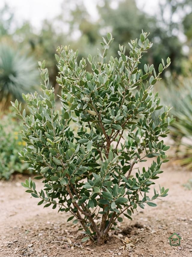 Jojoba