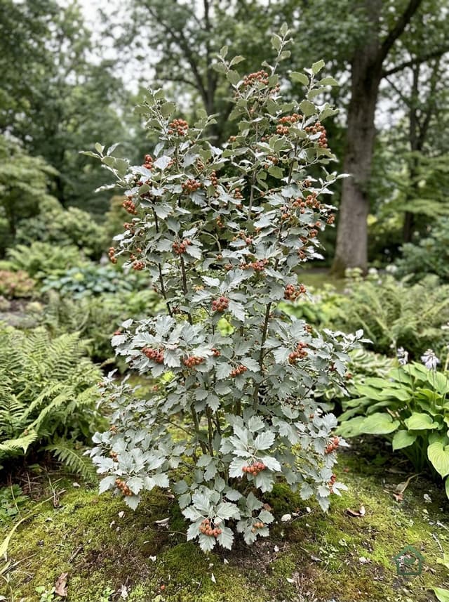 Zilverbes