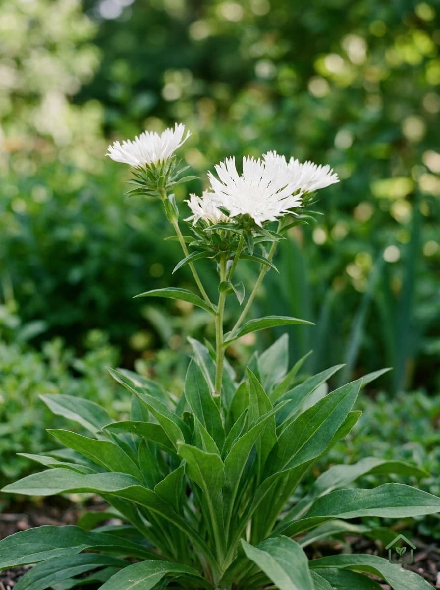 Echte korenblauwe aster