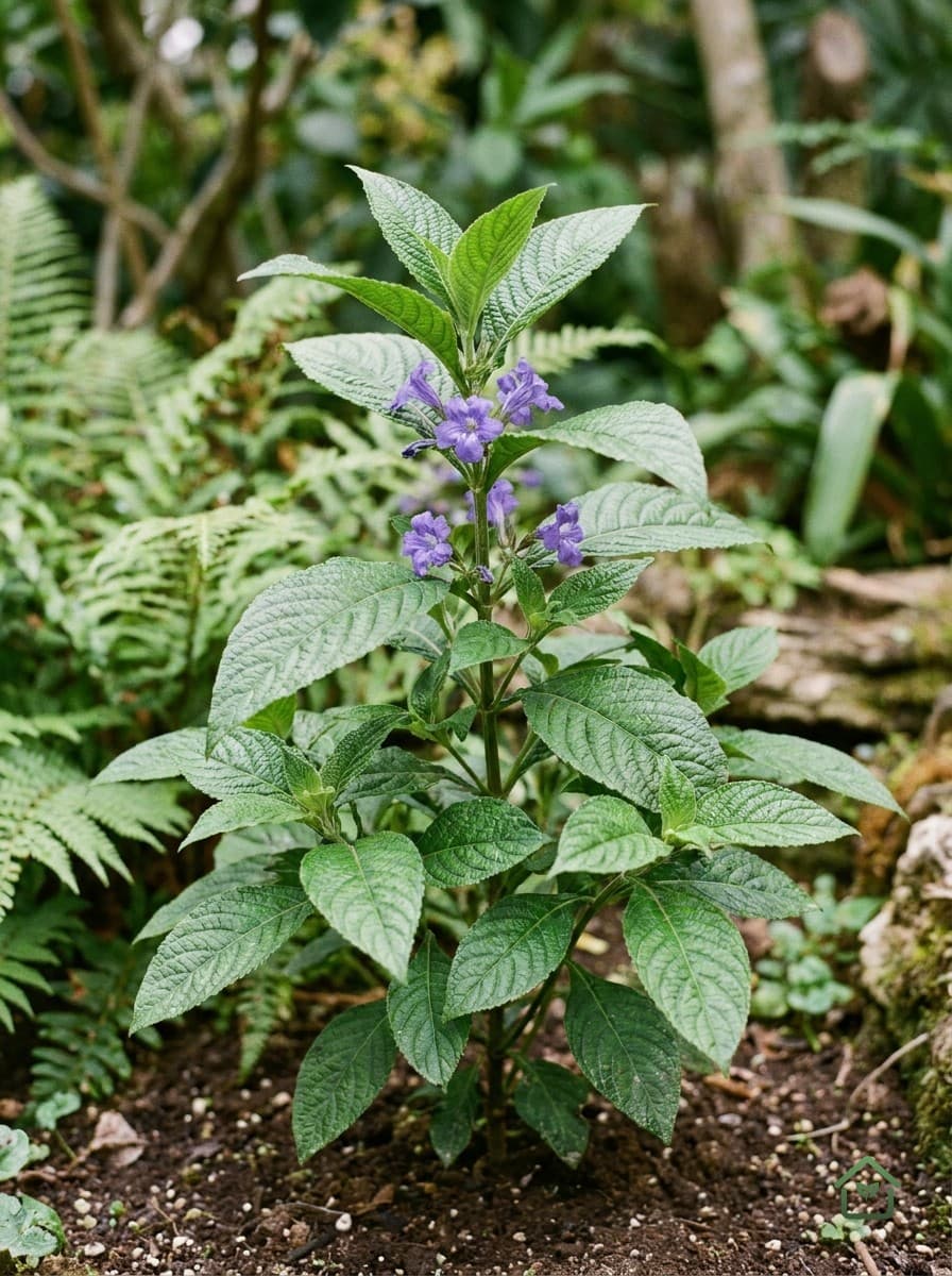 Strobilanthes