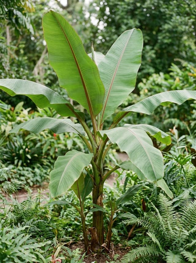 Sikkim banaan