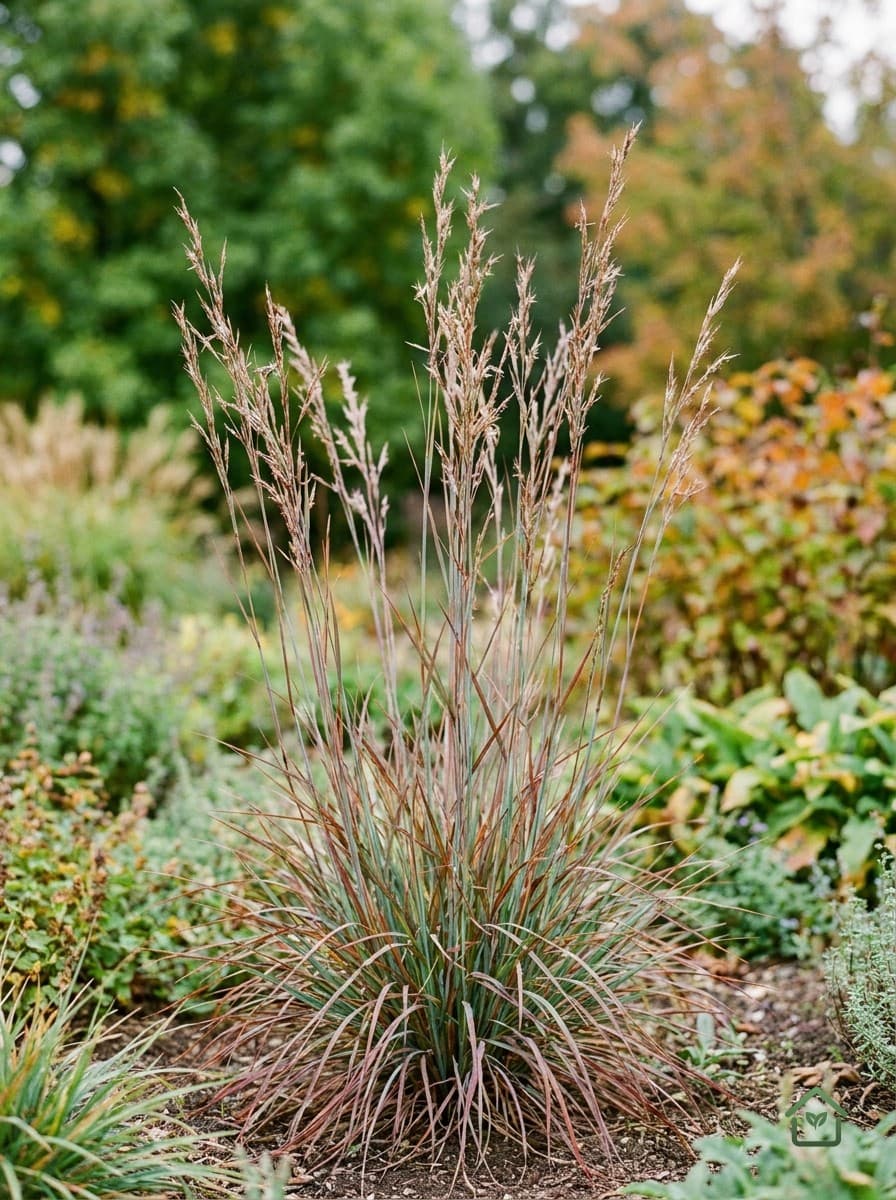 Kleine prairiegras