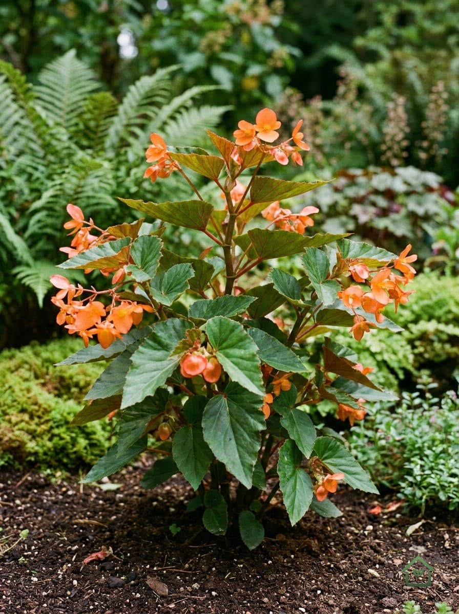 Begonia