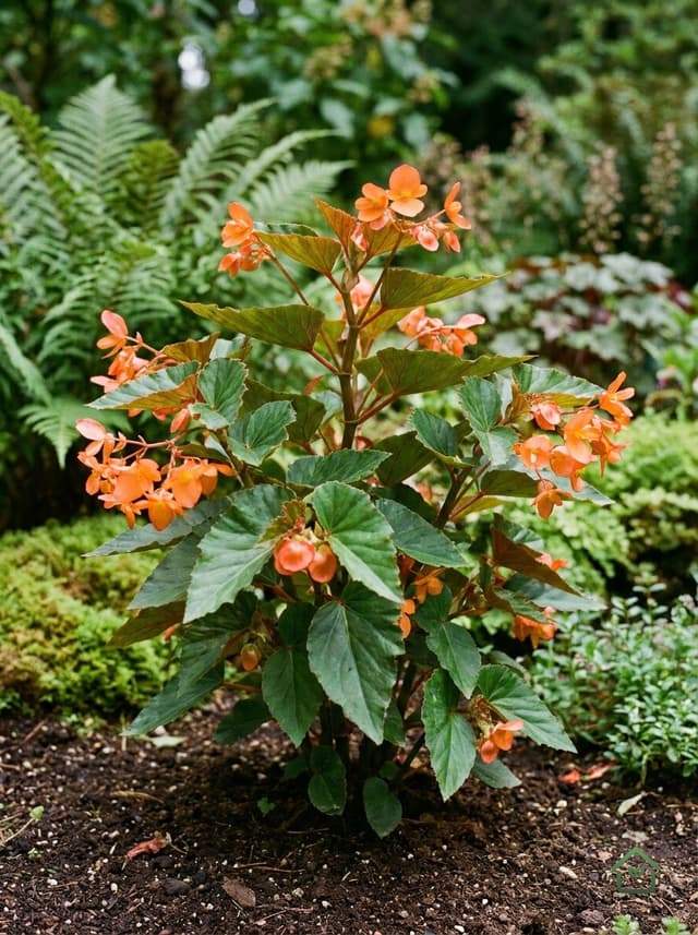 Begonia
