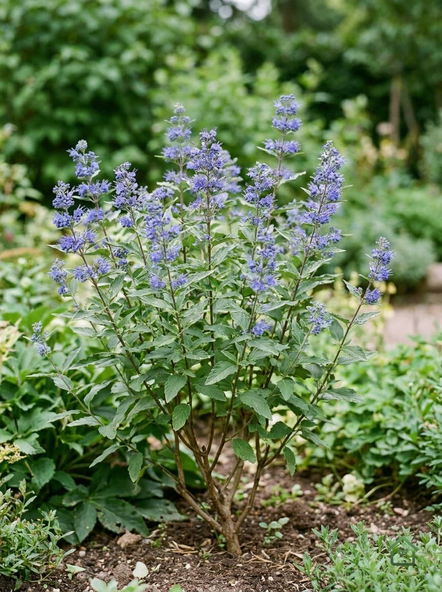 Blauwbaard