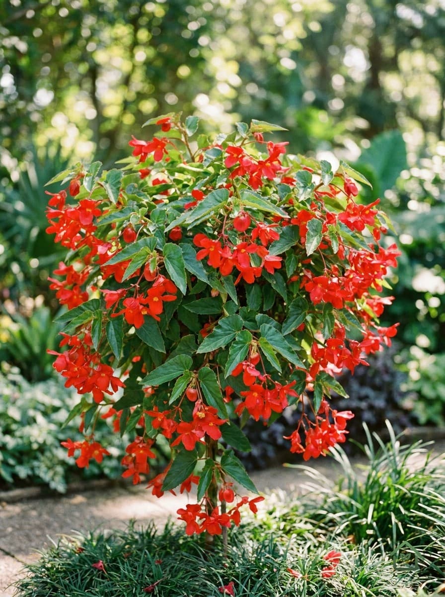Begonia