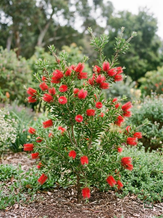 Lampepoetserplant