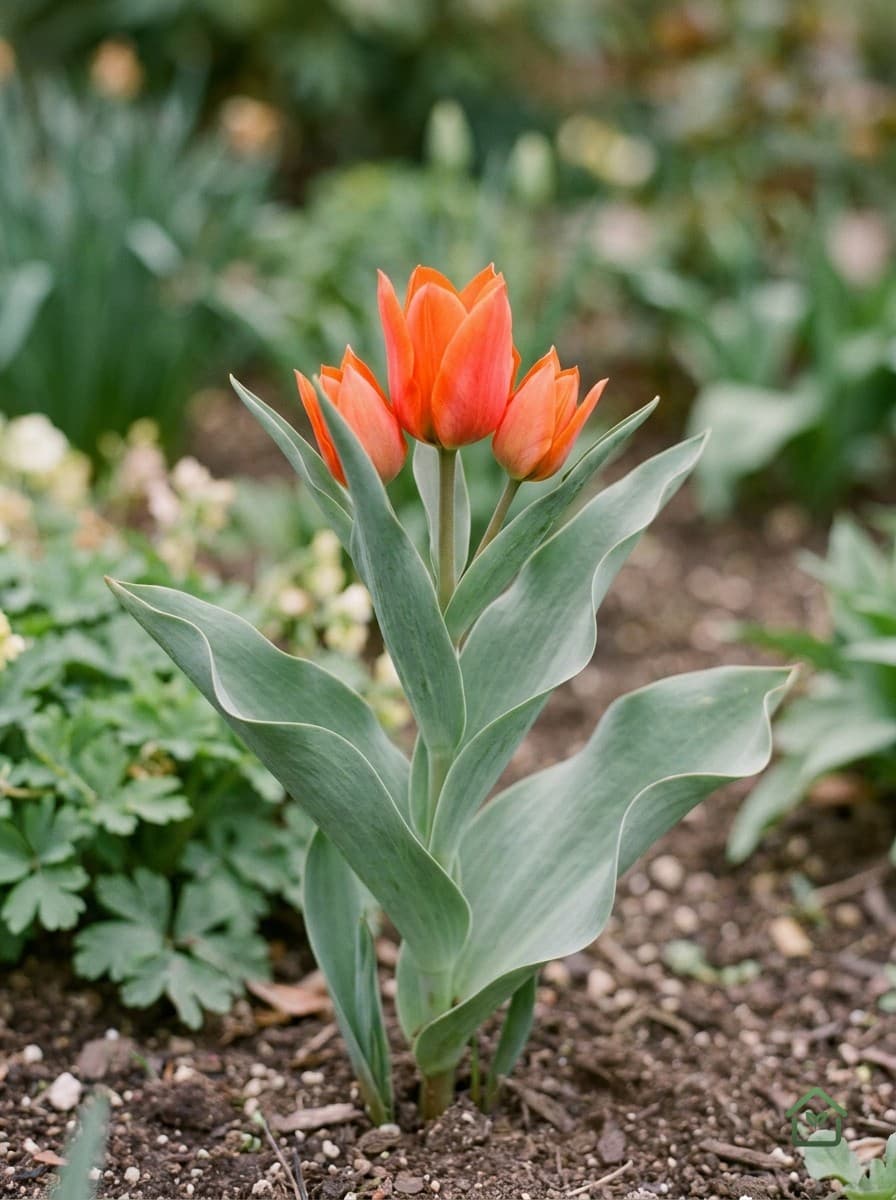 Tulp